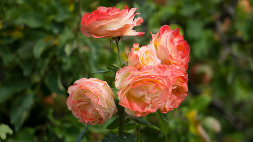 Close-up of pink rose