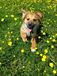 Portrait of dog on flower plants