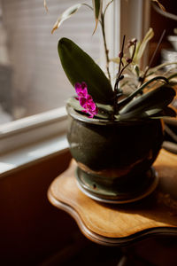 Pink orchid flowers in a green ceramic pot in sunlight by a window. orchidaceae.  phalaenopsis