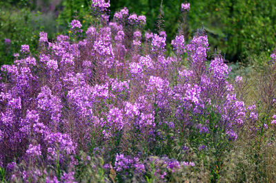 Close-up of purple flowering plants in garden