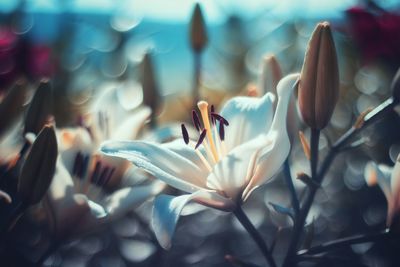 Close-up of white flowering plants