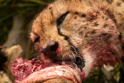 Close-up of cat eating