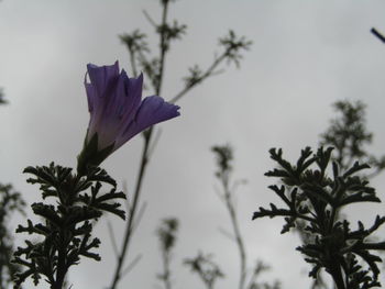 Close-up of purple flowering plant