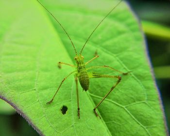 Close-up of insect on leaf