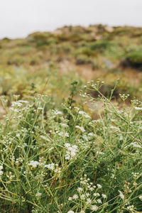 Close-up of flowering plants on field