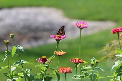 Close-up of butterfly pollinating on pink flower