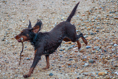 Black dog running on land