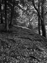 Trees in forest during autumn