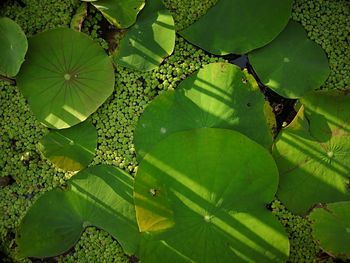 High angle view of water lily on leaves