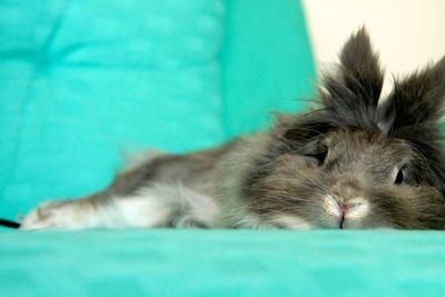 Portrait of rabbit resting