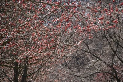 Low angle view of bare trees in forest during autumn