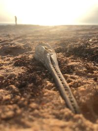 Close-up of lizard on the beach