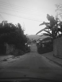 Road along trees