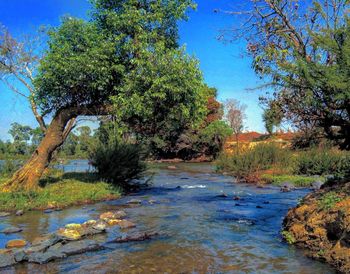 River flowing amidst trees in forest against sky