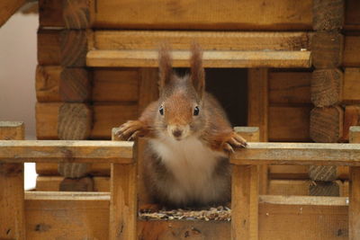 Close-up of squirrel on wood