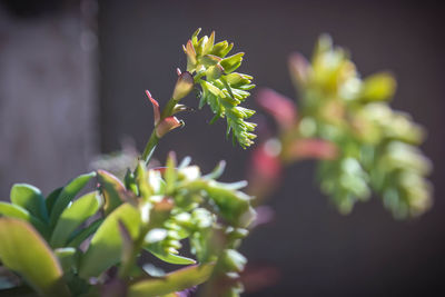 Close-up of flower bud