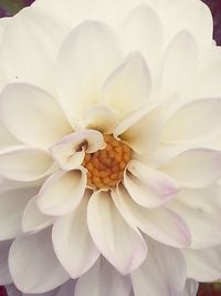 Macro shot of white rose