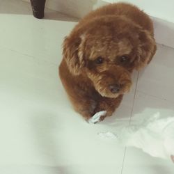 Dog resting on floor