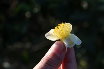 Close-up of hand holding small flower