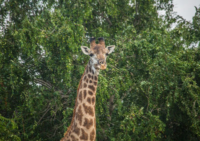 Portrait of giraffe in forest