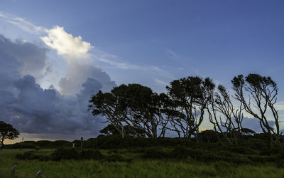 Trees on field against sky