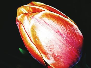 Close-up of flower over black background