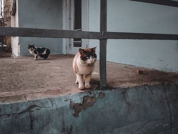 Dog looking away while standing against wall
