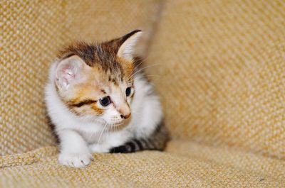 Close-up of ginger cat