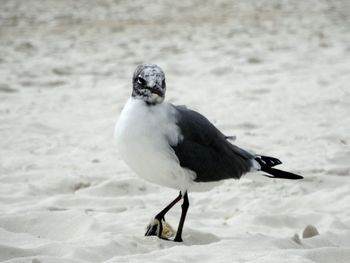 Cancún bird