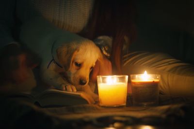 Puppy in cosy room with lit candles