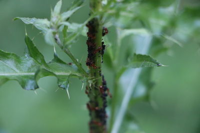 Close-up of ant on plant