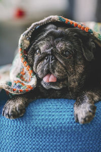 Portrait of dog relaxing on bed