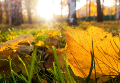 Close-up of dry maple leaf on field during sunset