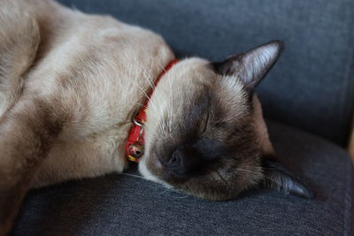 Close-up of dog resting on sofa