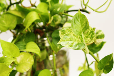 Close-up of green leaves
