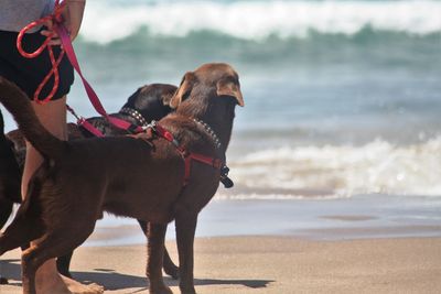 Dog standing on beach against sky