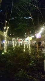 Illuminated lights hanging from tree at night