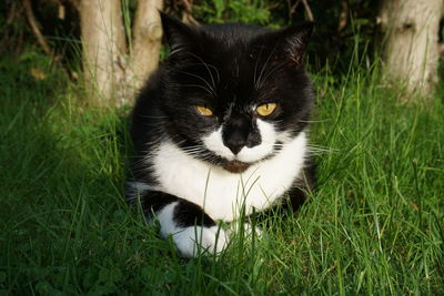 Close-up of cat on grass