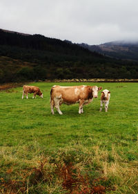 Cows grazing in a field