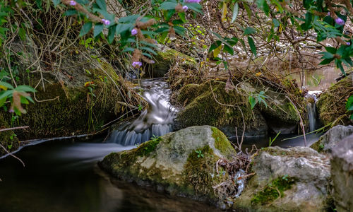 Stream flowing through rocks in forest