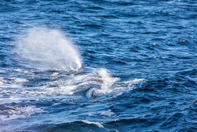 Whale in the sea