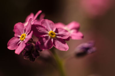 Close-up of honey bee on flower