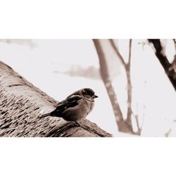 Bird perching on railing