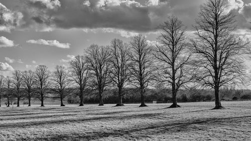 Bare trees on field against sky