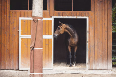 Horse standing on field