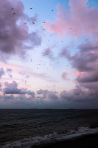 Flock of birds flying over beach against sky during sunset