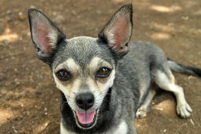 Close-up portrait of dog