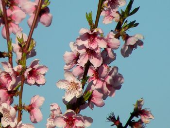 Low angle view of cherry blossoms in spring