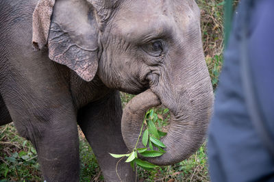 Close-up of elephant