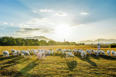 Sheep grazing on field against sky